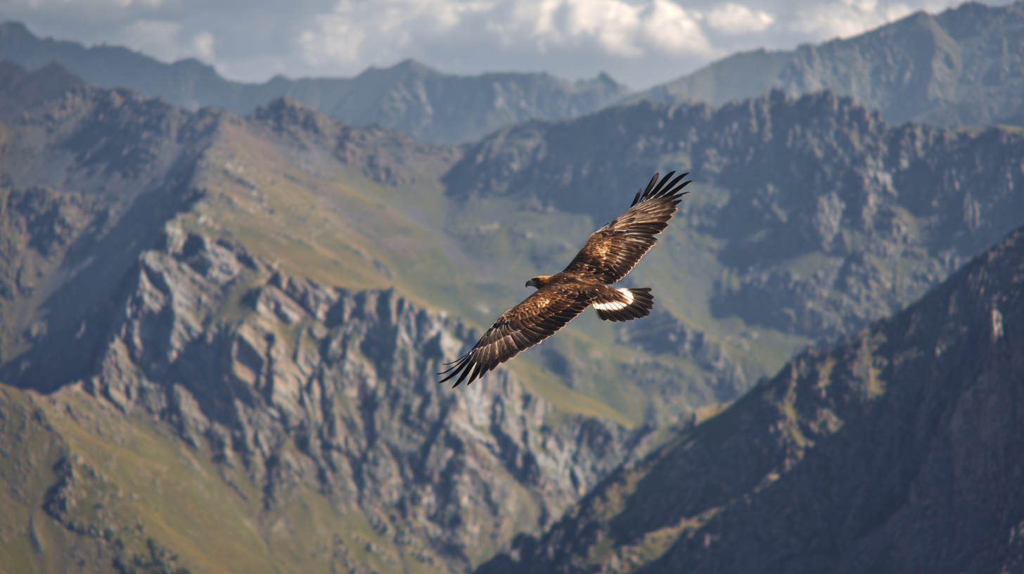 Golden eagle circling above rugged mountain ridges in Kazakhstan.