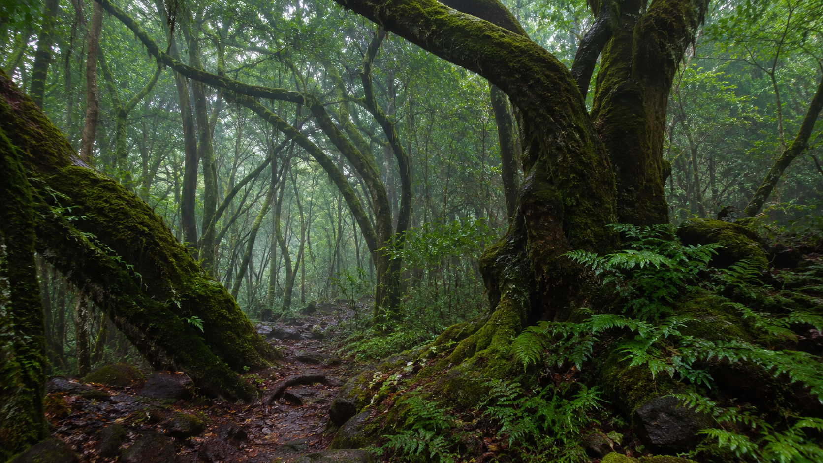Misty laurel forest in Garajonay National Park on La Gomera.