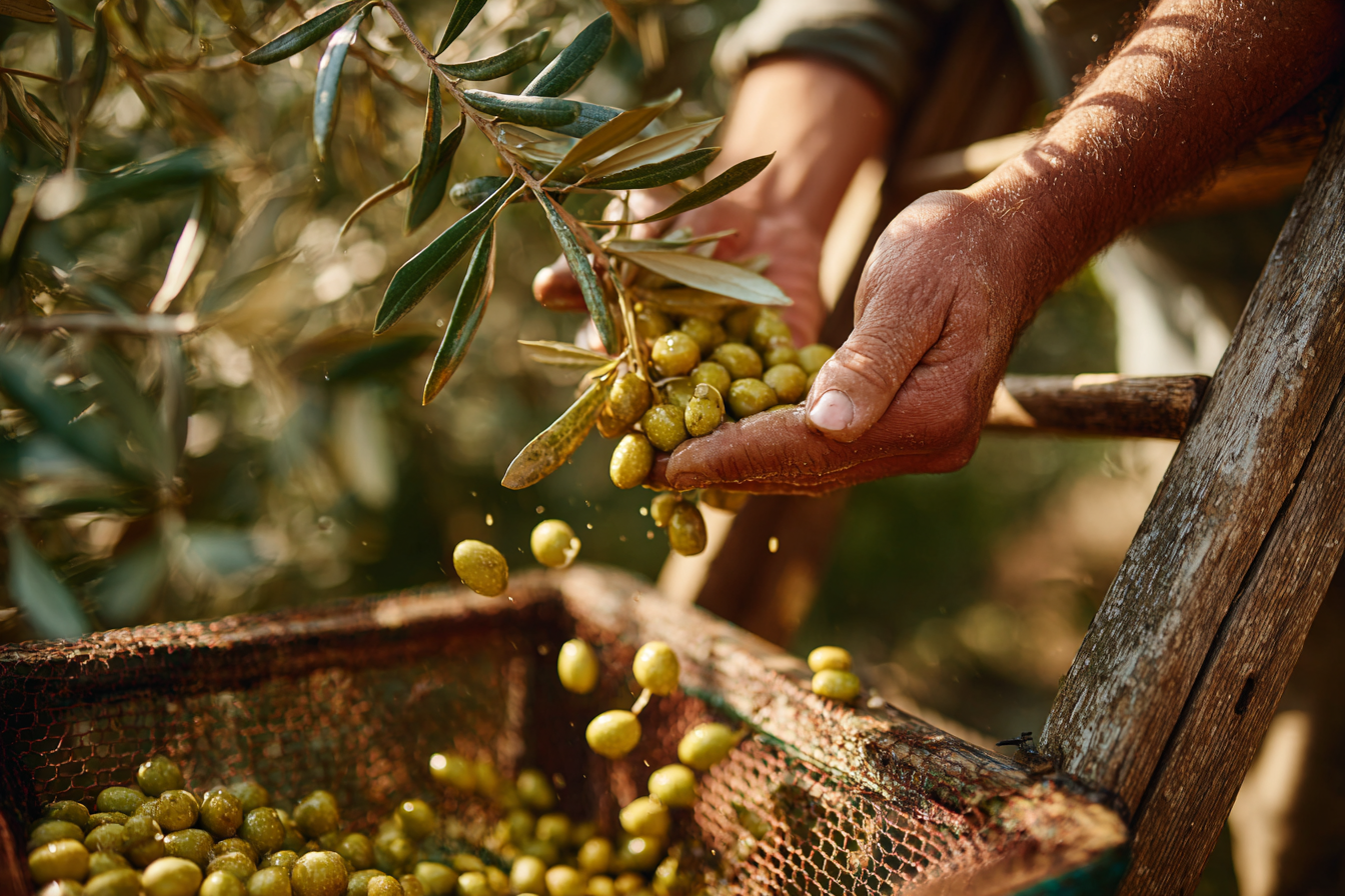 Agritourism in Italy: hands harvesting fresh green olives during the autumn season in Italy, a popular agritourism activity.