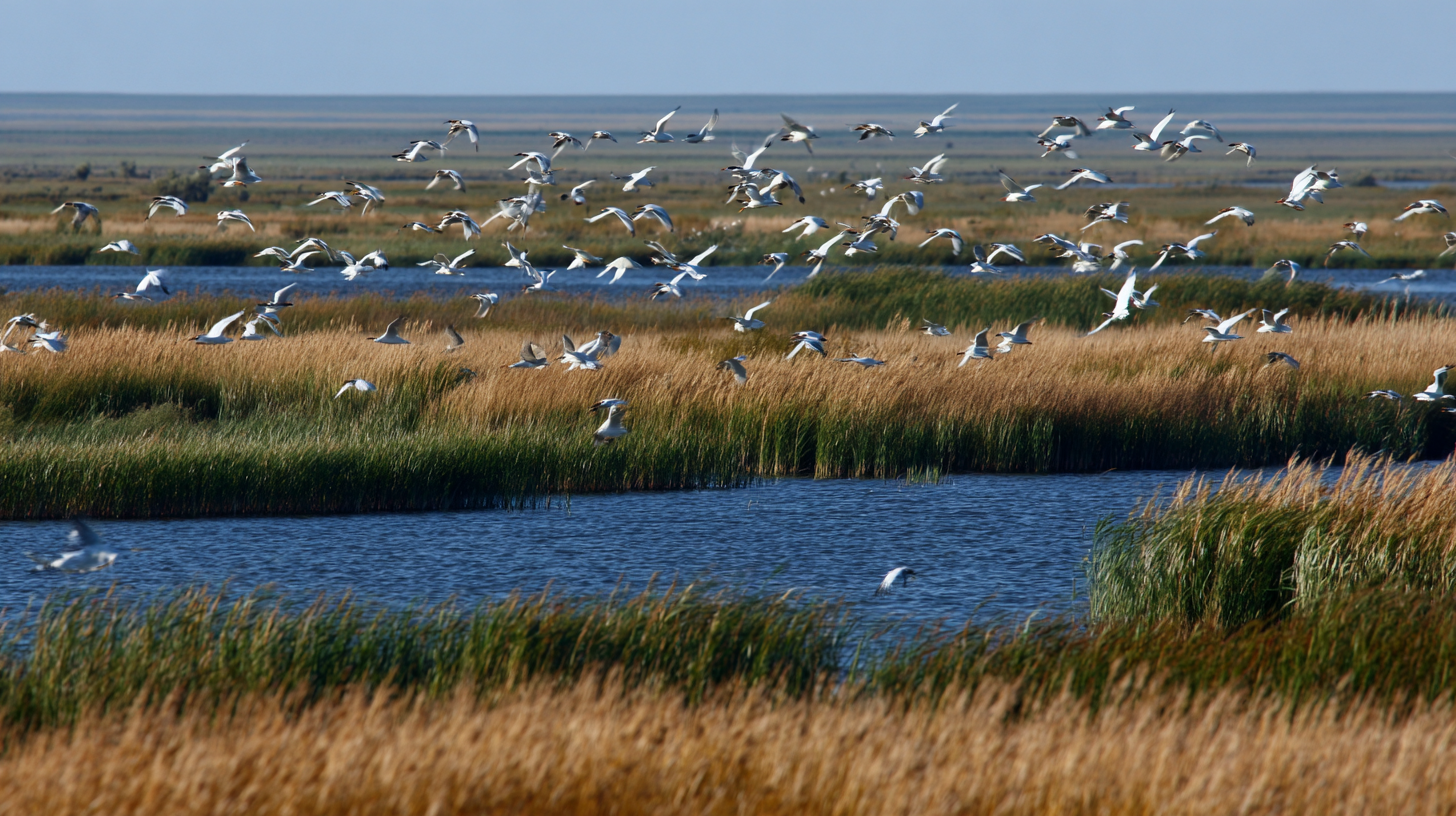 Korgalzhyn wetlands in late spring with nesting and migrating birds.