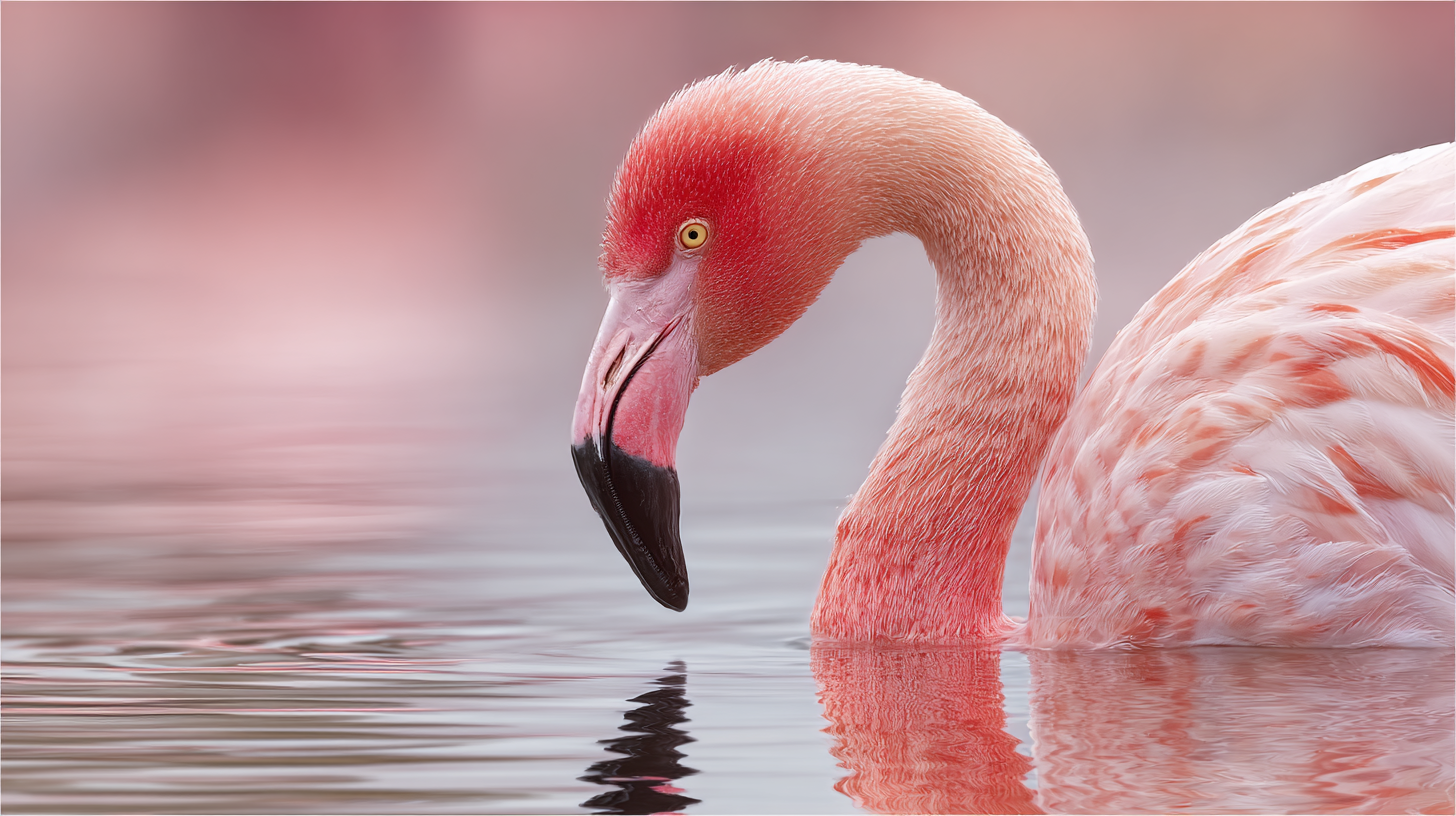 Close-up of a flamingo in Pakistan’s coastal wetlands.