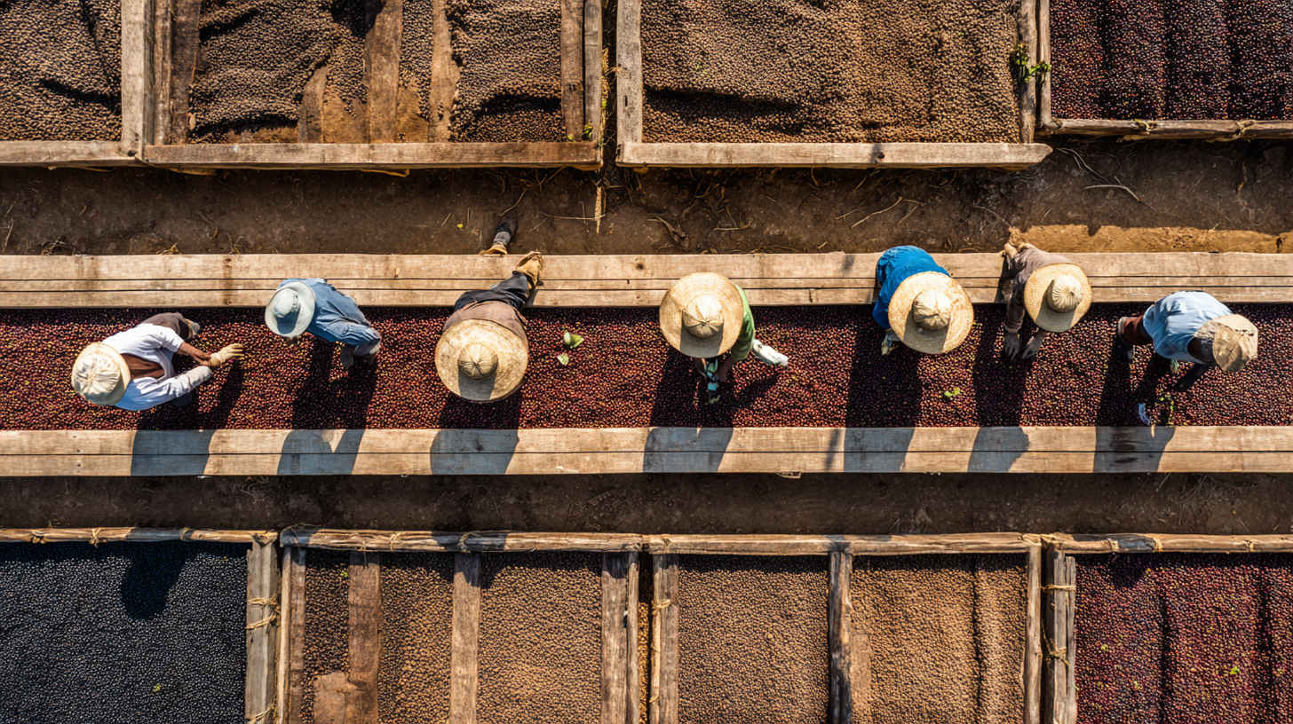 Coffee beans drying on raised beds in Ethiopia during the processing stage.