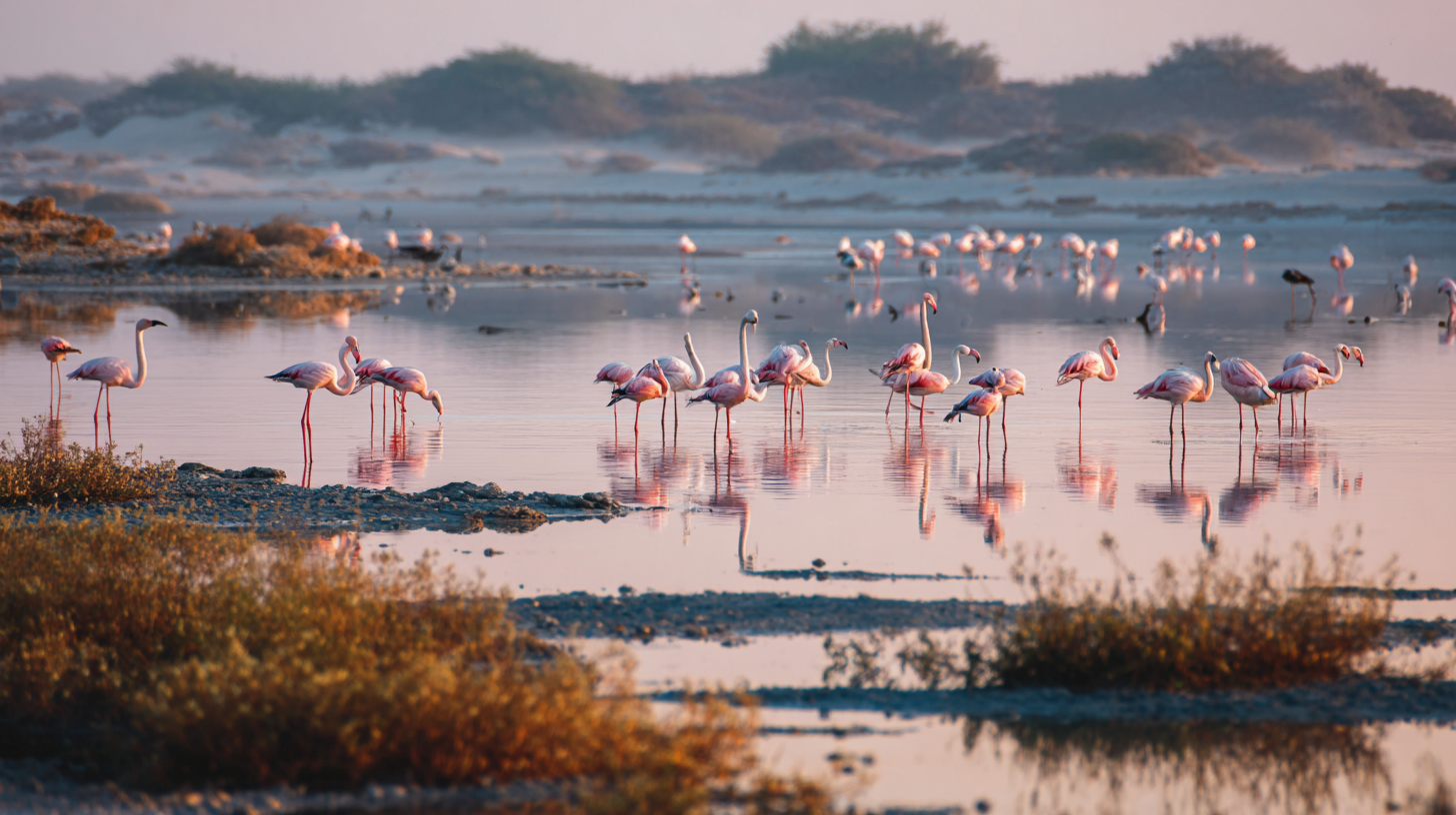 Migratory flamingos and herons gathered in Bahrain’s wetland areas.
